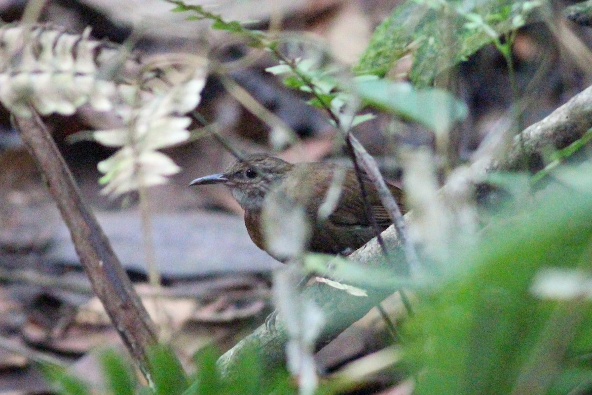 Gray-throated Leaftosser - ML620866192