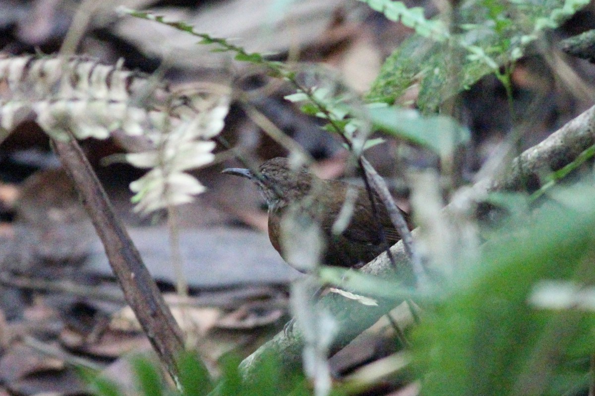 Gray-throated Leaftosser - ML620866195