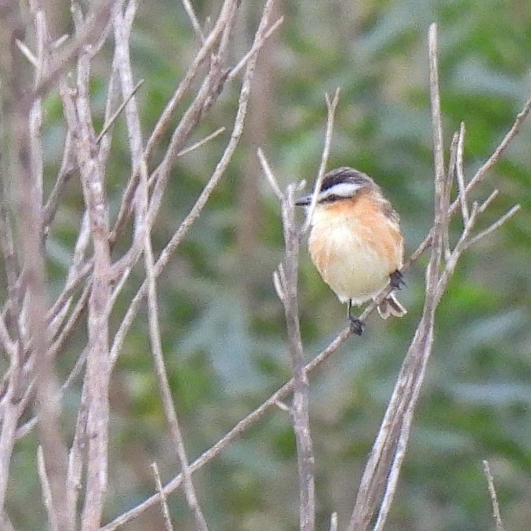 Sharp-tailed Tyrant - ML620866199