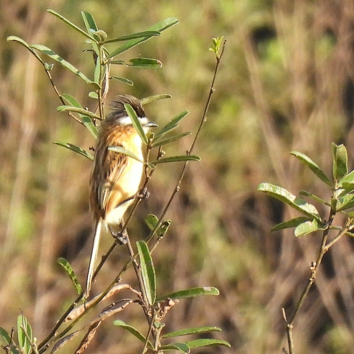 Sharp-tailed Tyrant - ML620866200