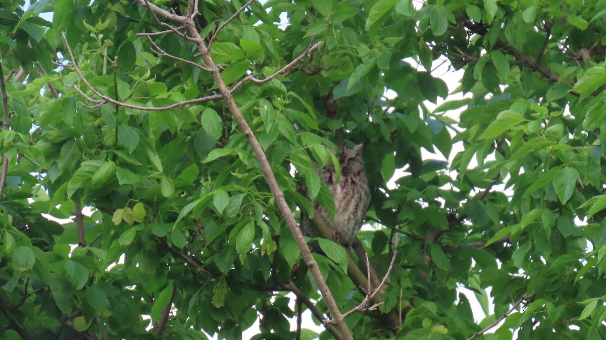 Eastern Screech-Owl - ML620866230