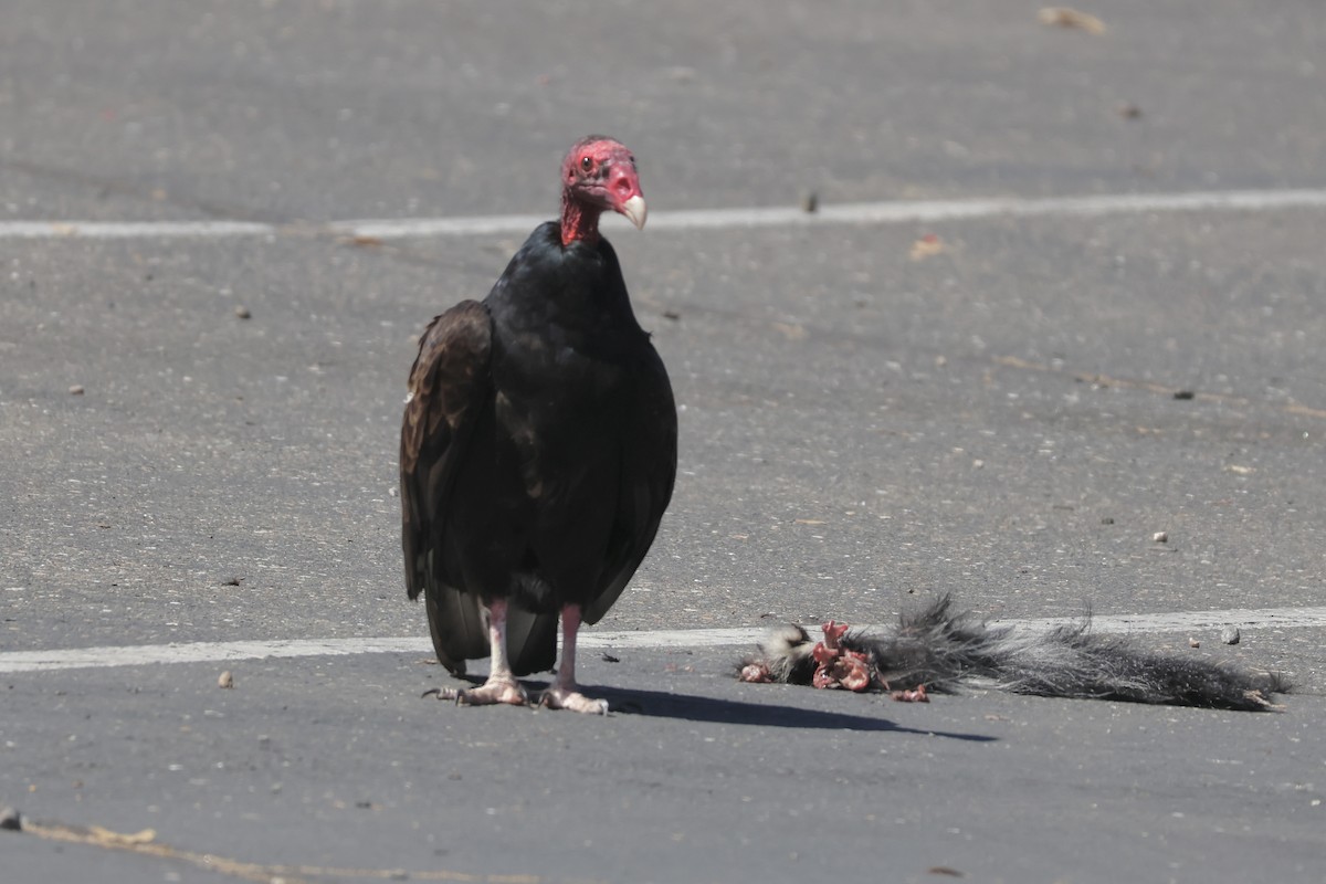 Turkey Vulture - ML620866239