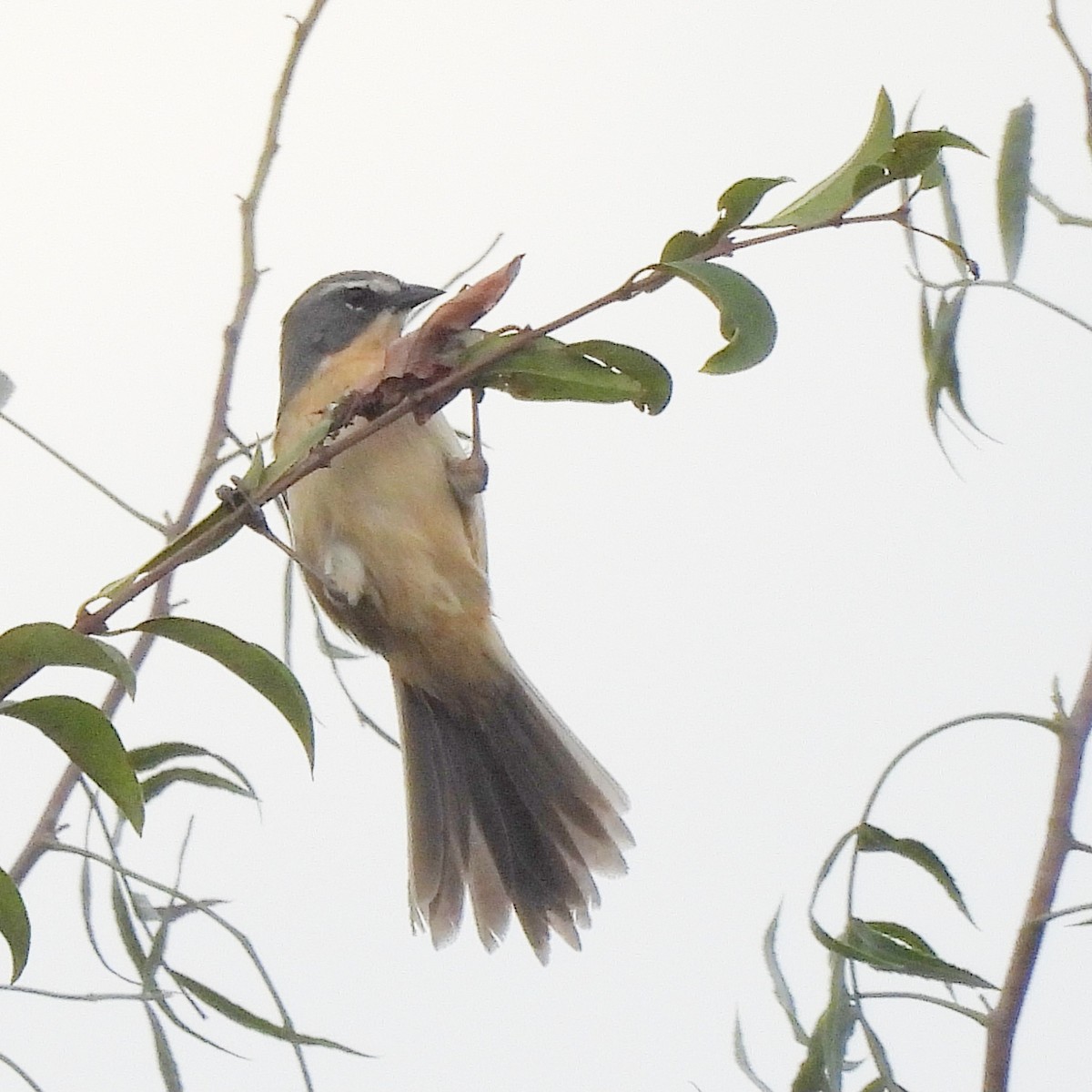 Long-tailed Reed Finch - ML620866240