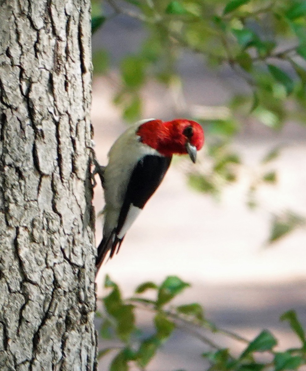 Red-headed Woodpecker - ML620866243