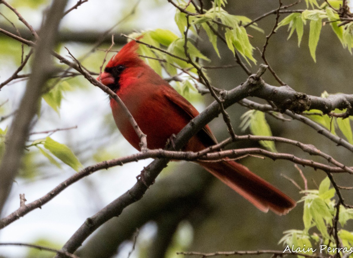 Northern Cardinal - ML620866254