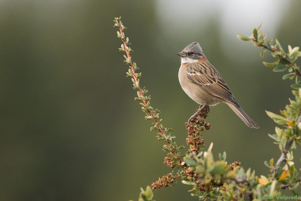 Rufous-collared Sparrow - ML620866256