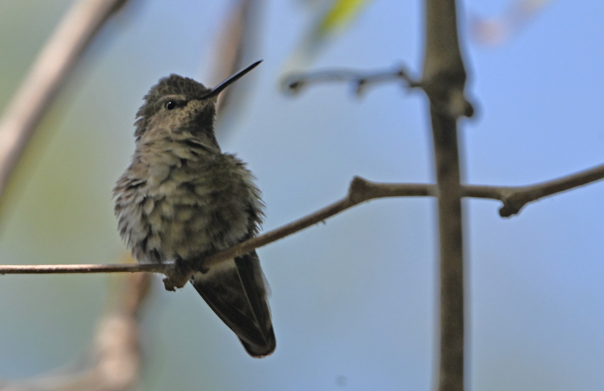 Anna's Hummingbird - ML620866258