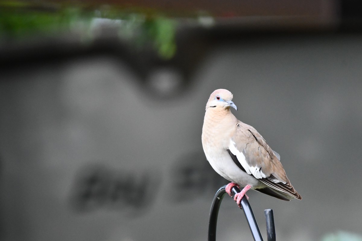 White-winged Dove - ML620866267
