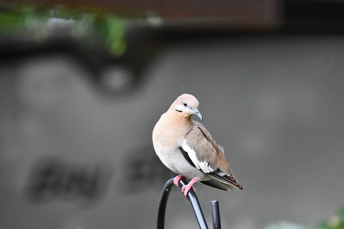 White-winged Dove - ML620866268
