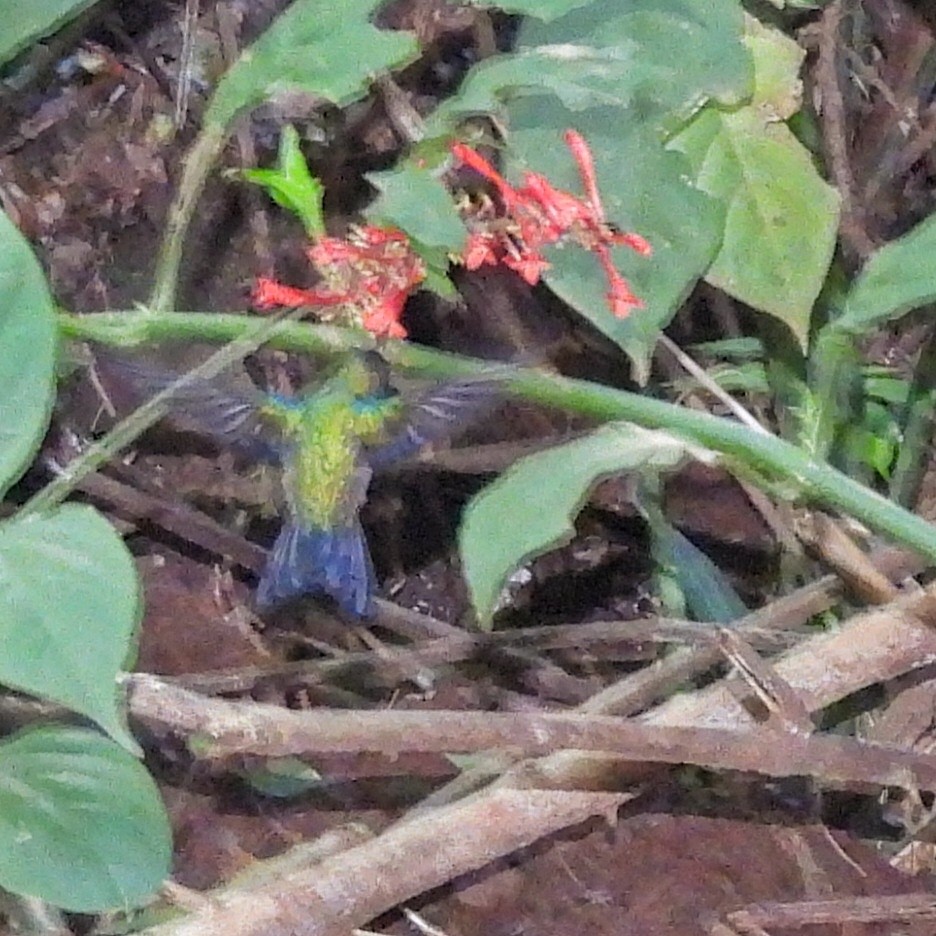 kolibřík nymfový - ML620866271