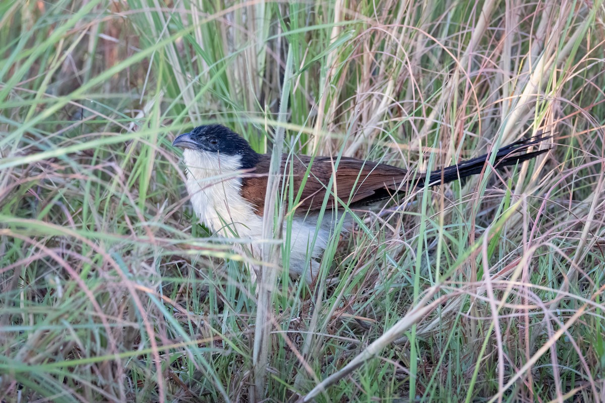 Coppery-tailed Coucal - ML620866278