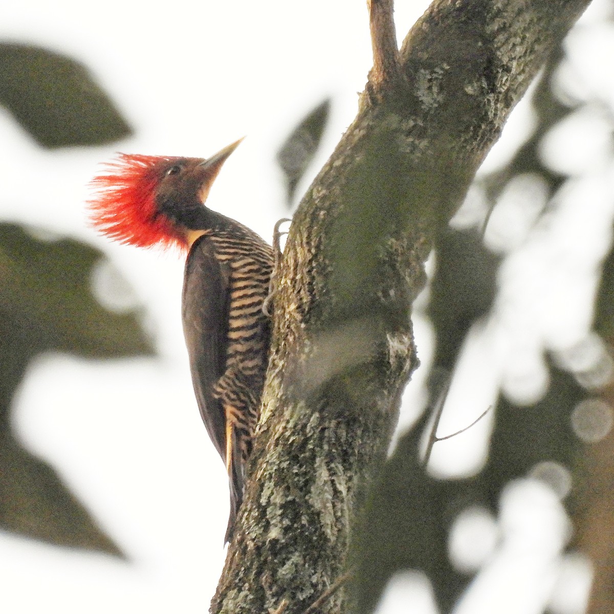 Helmeted Woodpecker - ML620866282