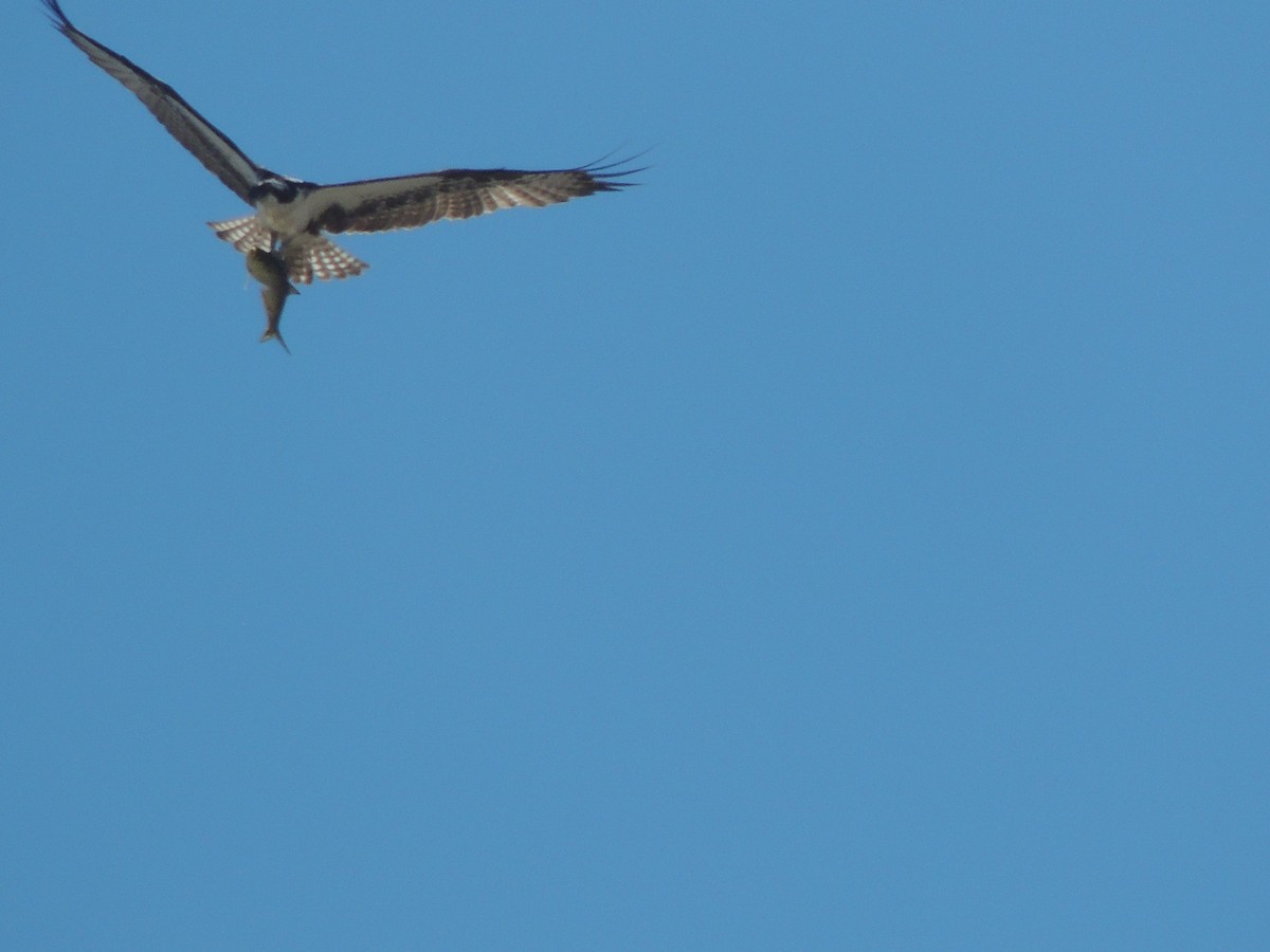 Águila Pescadora - ML620866295