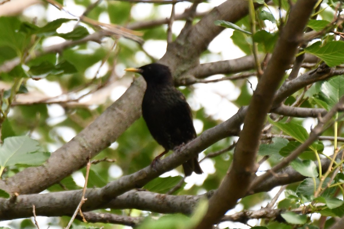 European Starling - ML620866296