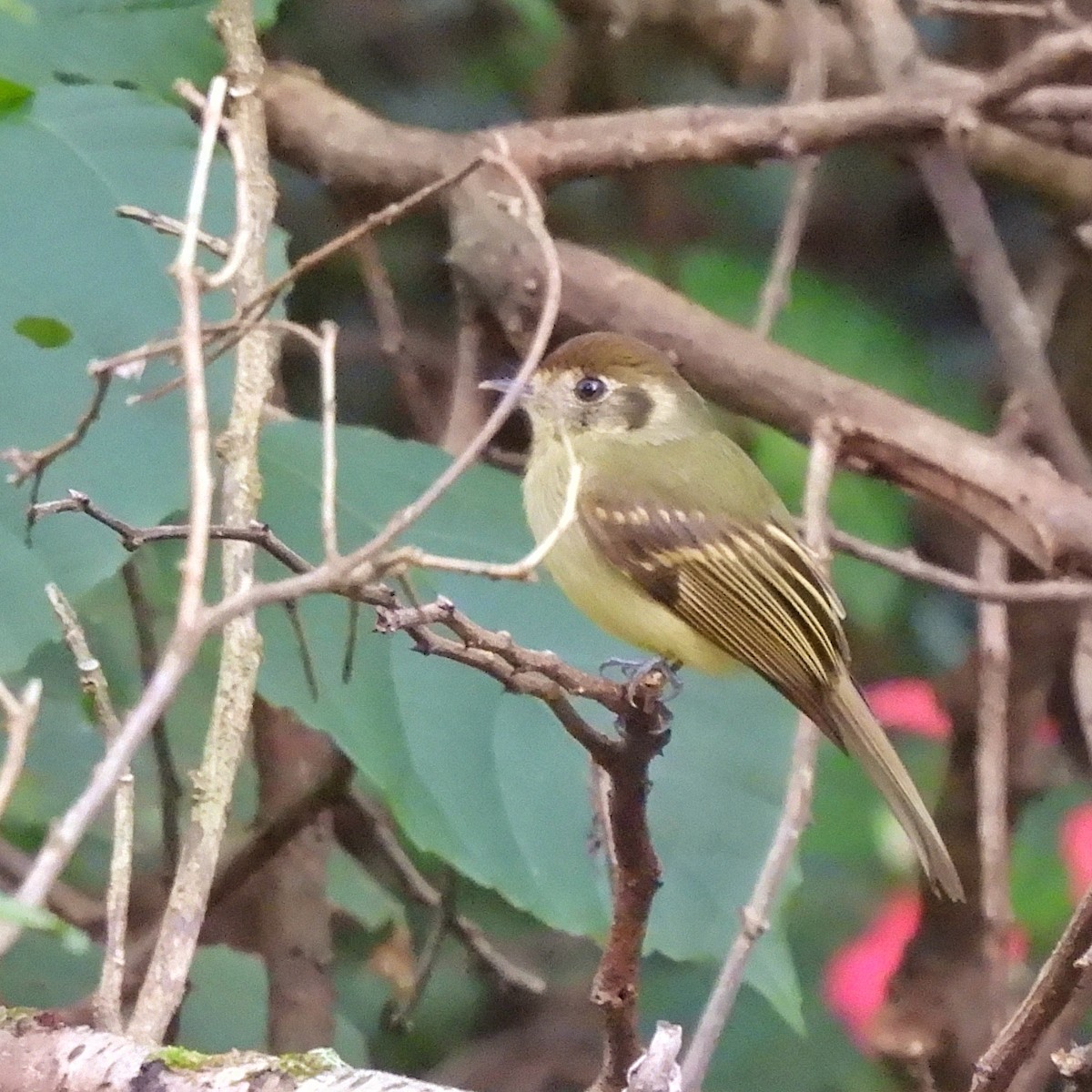 Sepia-capped Flycatcher - Pablo Bruni