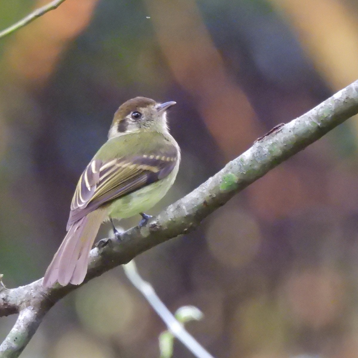 Sepia-capped Flycatcher - ML620866303