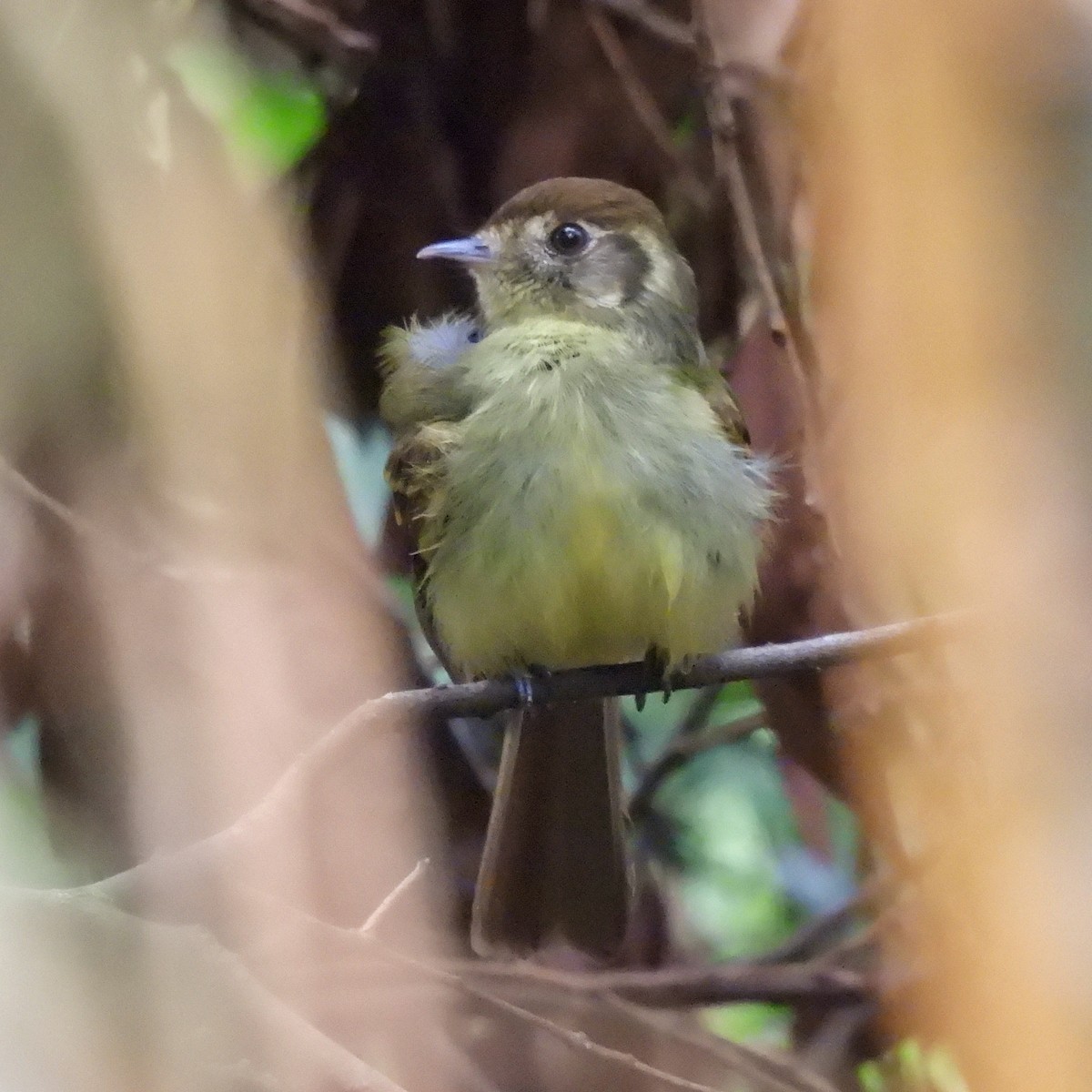 Sepia-capped Flycatcher - ML620866304