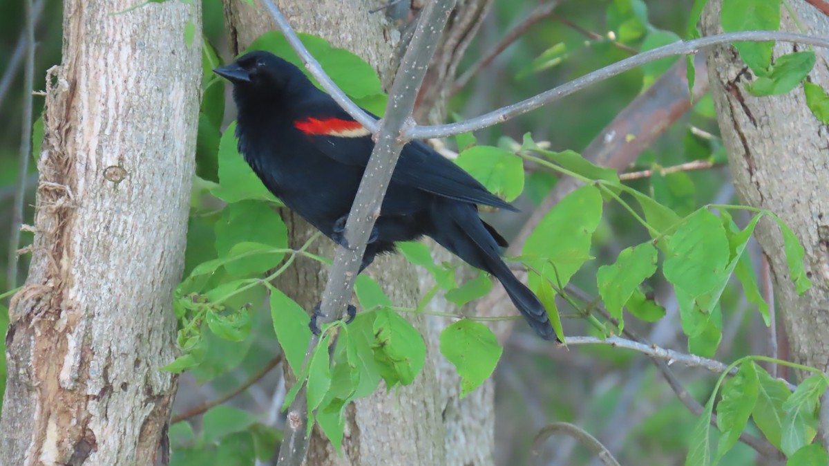 Red-winged Blackbird - ML620866314