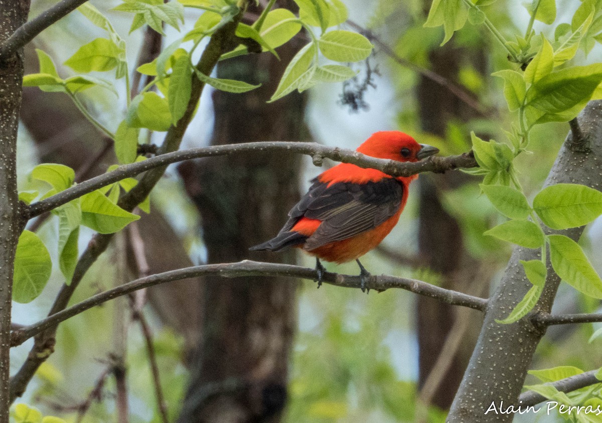 Scarlet Tanager - ML620866341