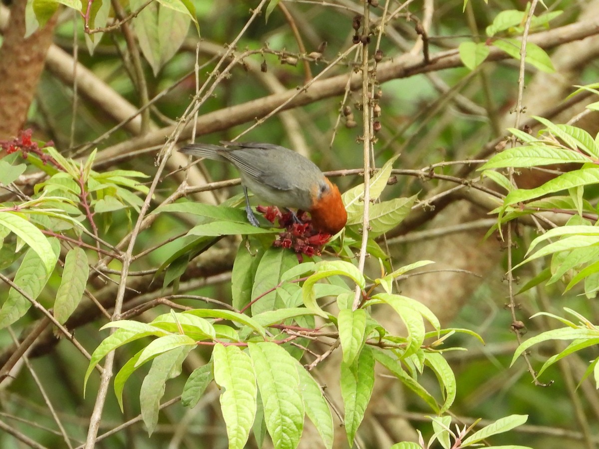 Fulvous-headed Tanager - ML620866342