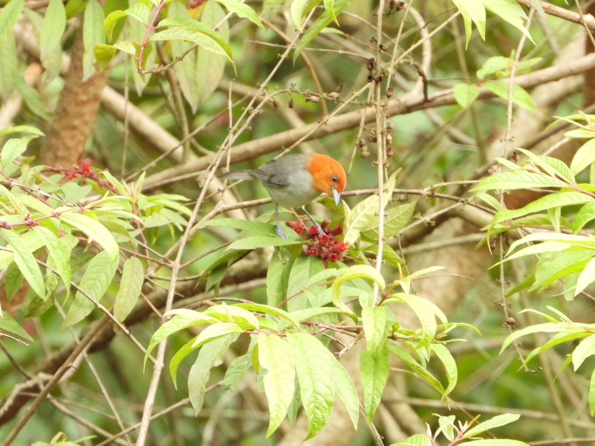 Fulvous-headed Tanager - ML620866343