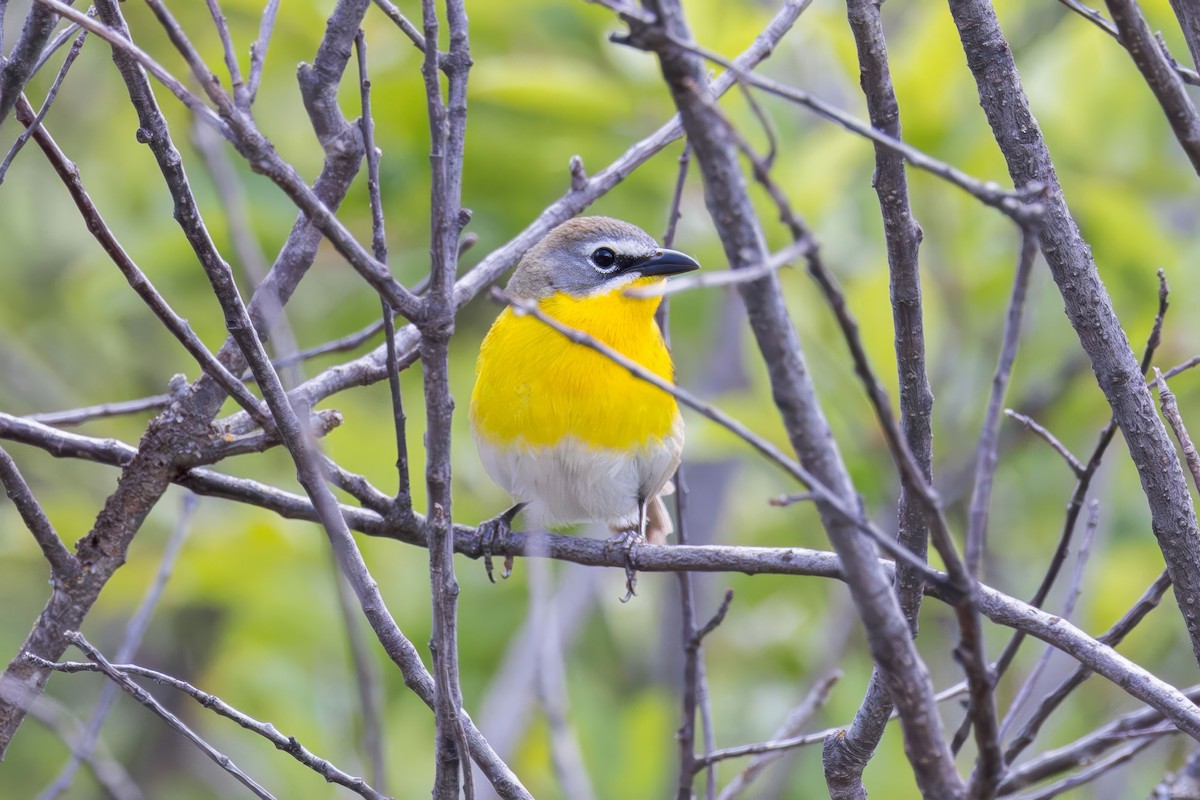 Yellow-breasted Chat - ML620866353