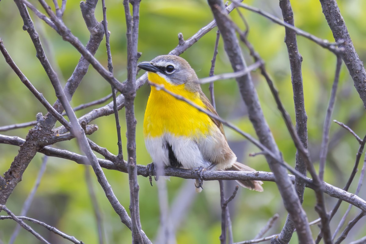 Yellow-breasted Chat - Elliott Ress