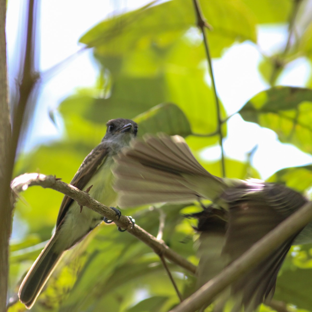 Dusky-capped Flycatcher - ML620866363