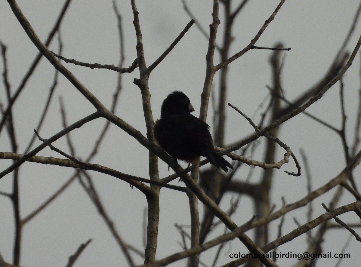 Chestnut-bellied Seed-Finch - ML620866364