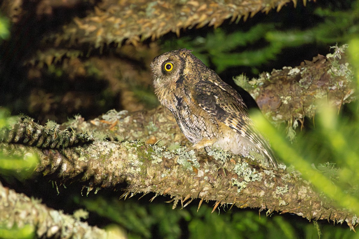 Long-tufted Screech-Owl - ML620866374