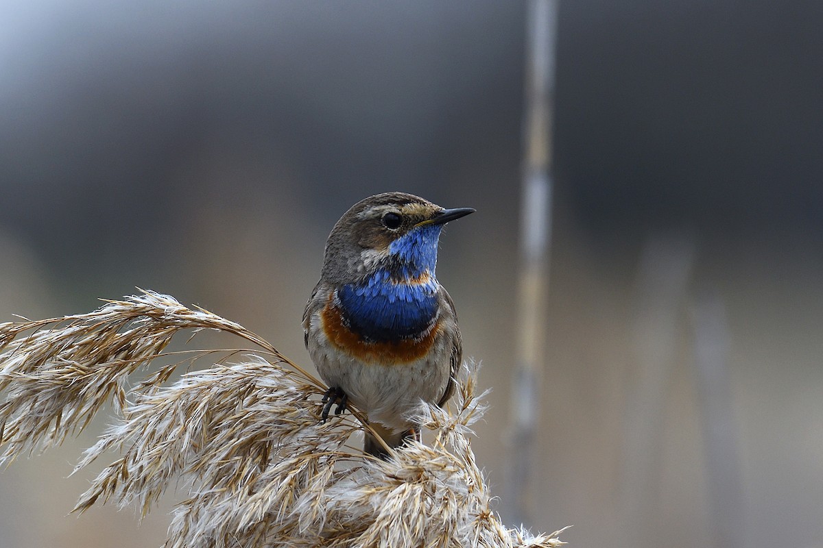 Bluethroat - ML620866376