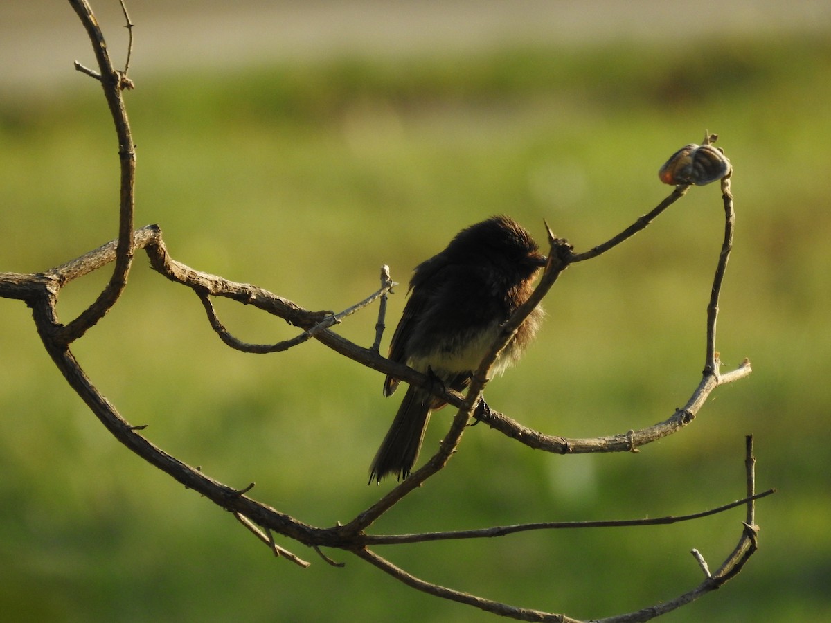 Black Phoebe - ML620866392