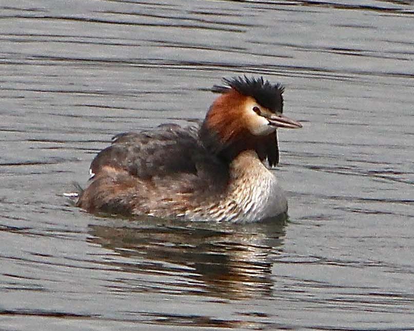 Great Crested Grebe - ML620866395