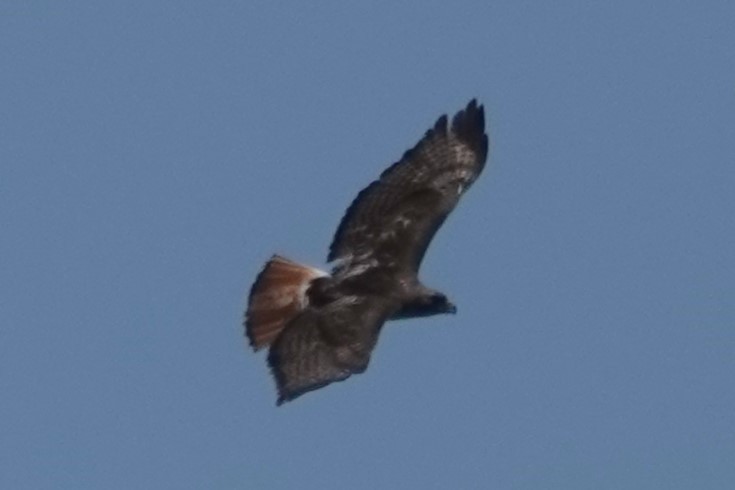 Red-tailed Hawk - ML620866407