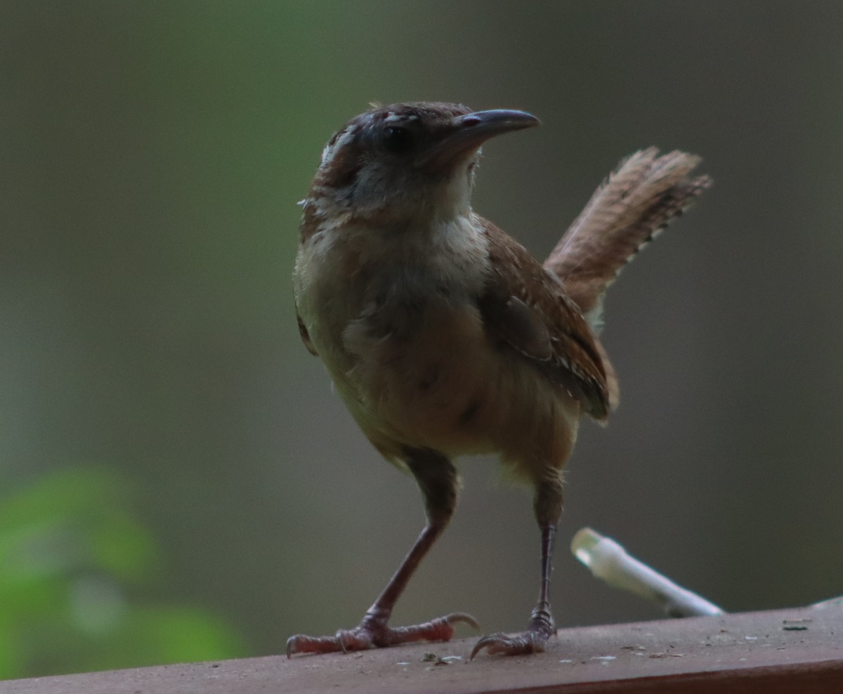 Carolina Wren - ML620866416