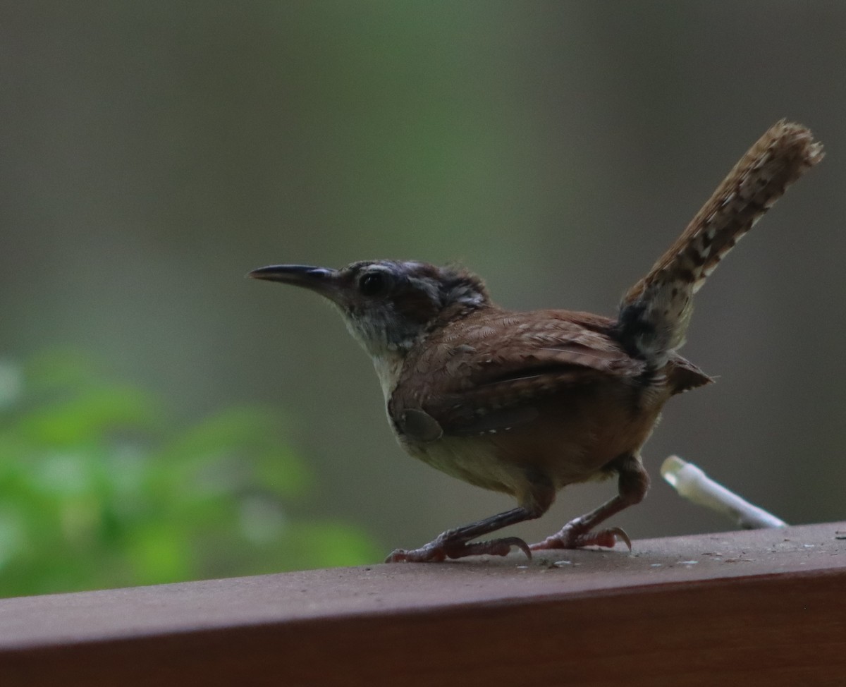 Carolina Wren - ML620866426