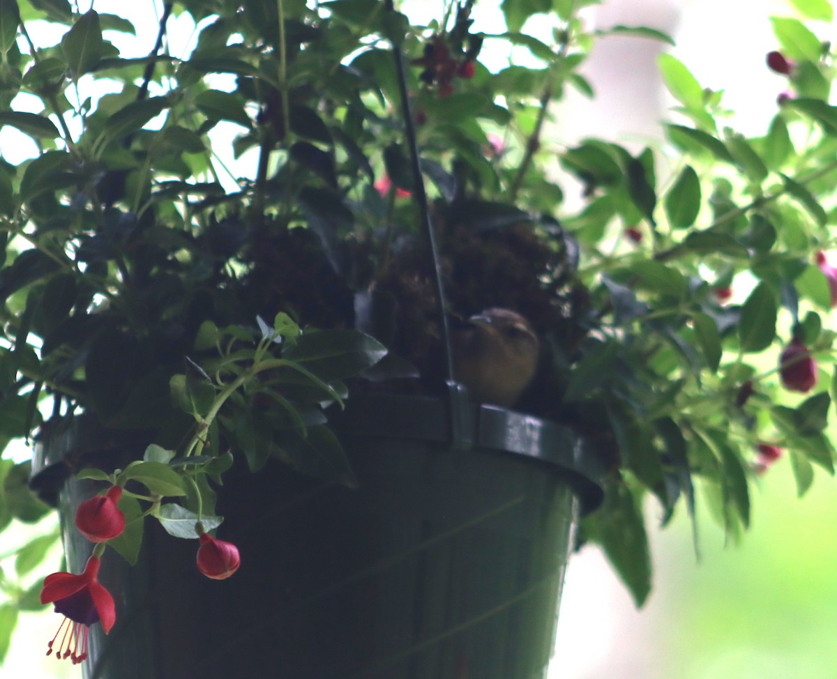 Carolina Wren - Gerald Fix