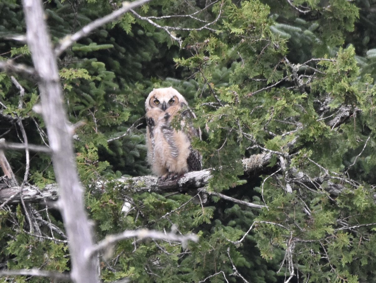 Great Horned Owl - ML620866437