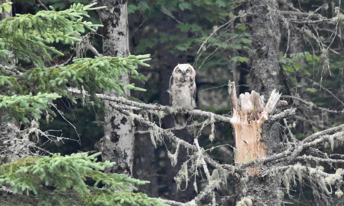 Great Horned Owl - ML620866439