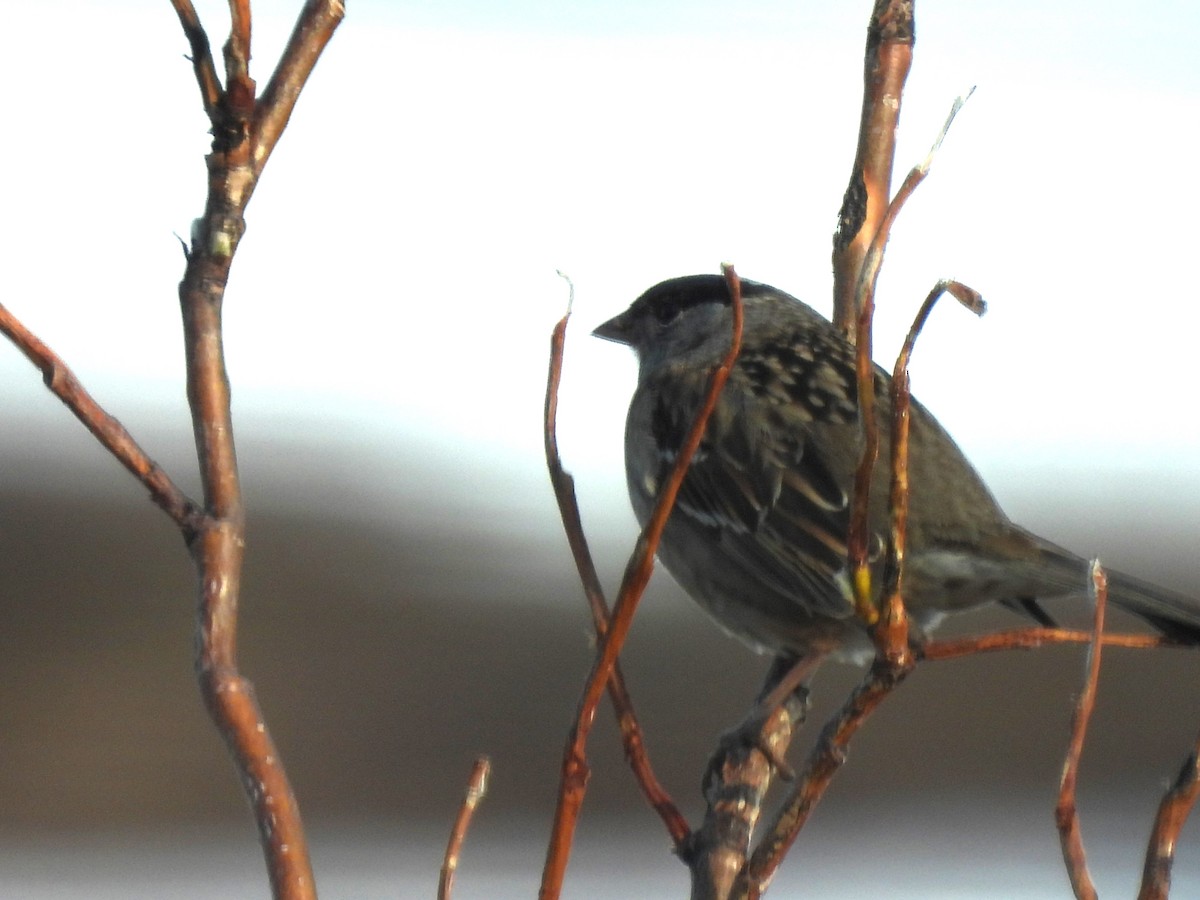 Golden-crowned Sparrow - ML620866448