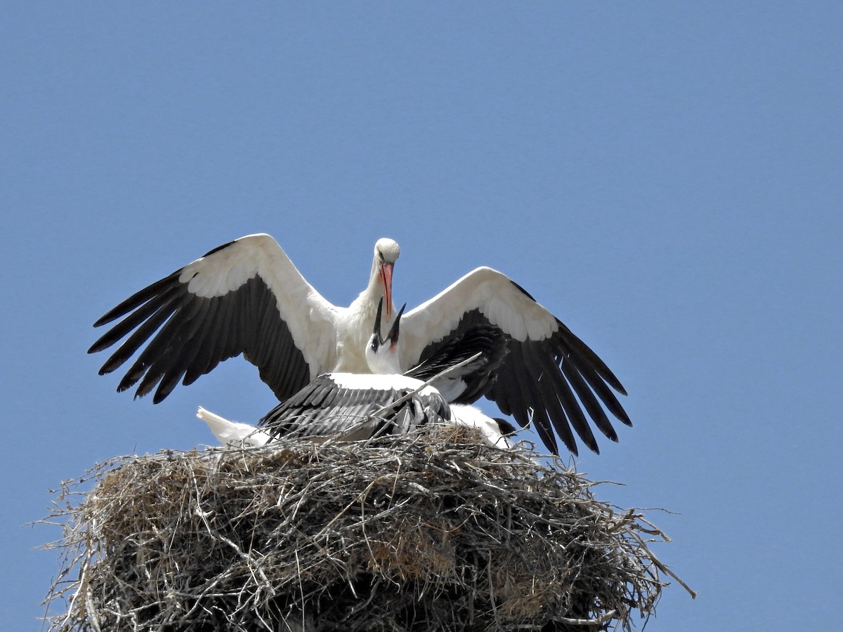 White Stork - ML620866458