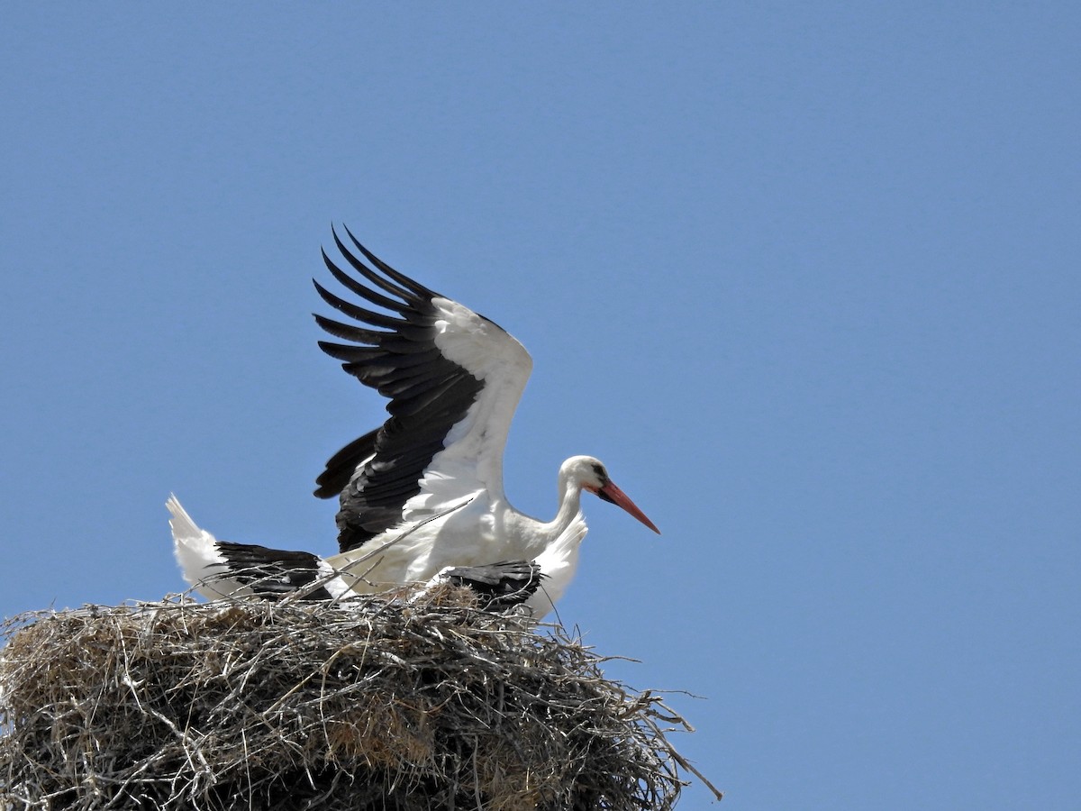 White Stork - ML620866459