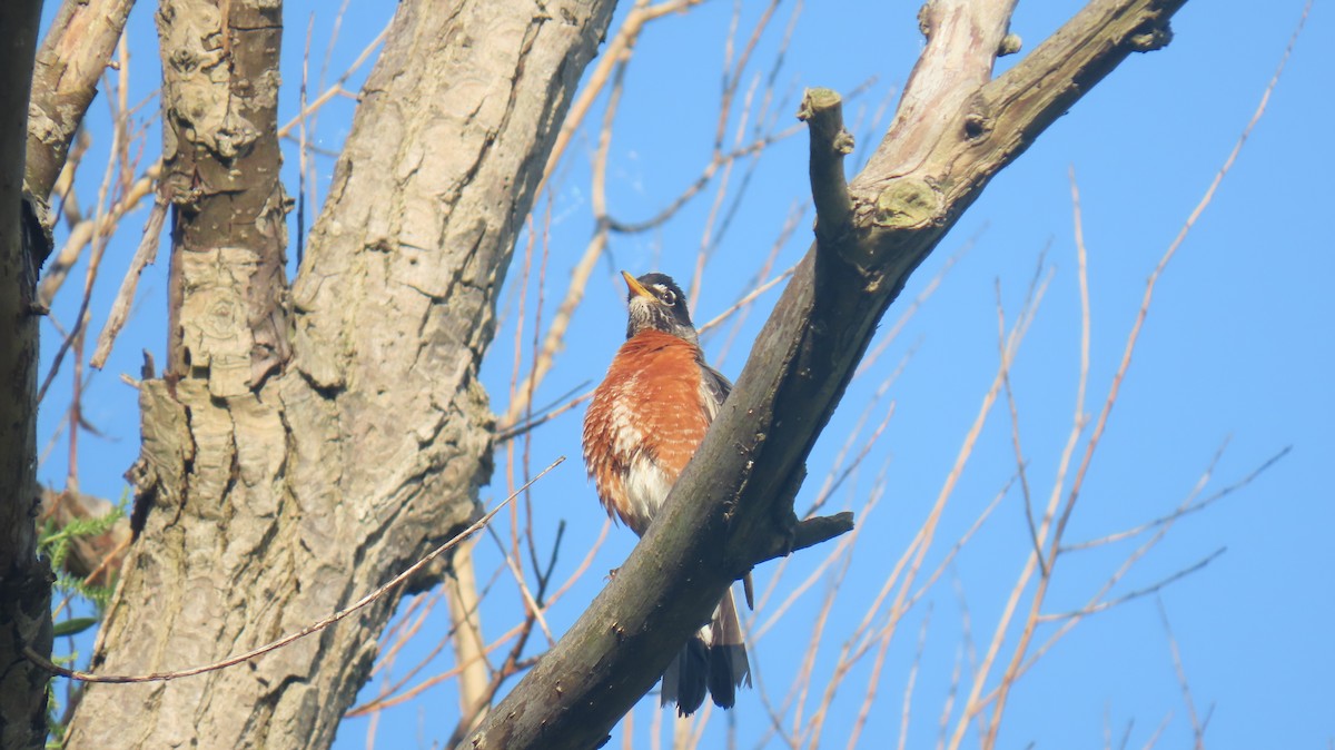 American Robin - ML620866465