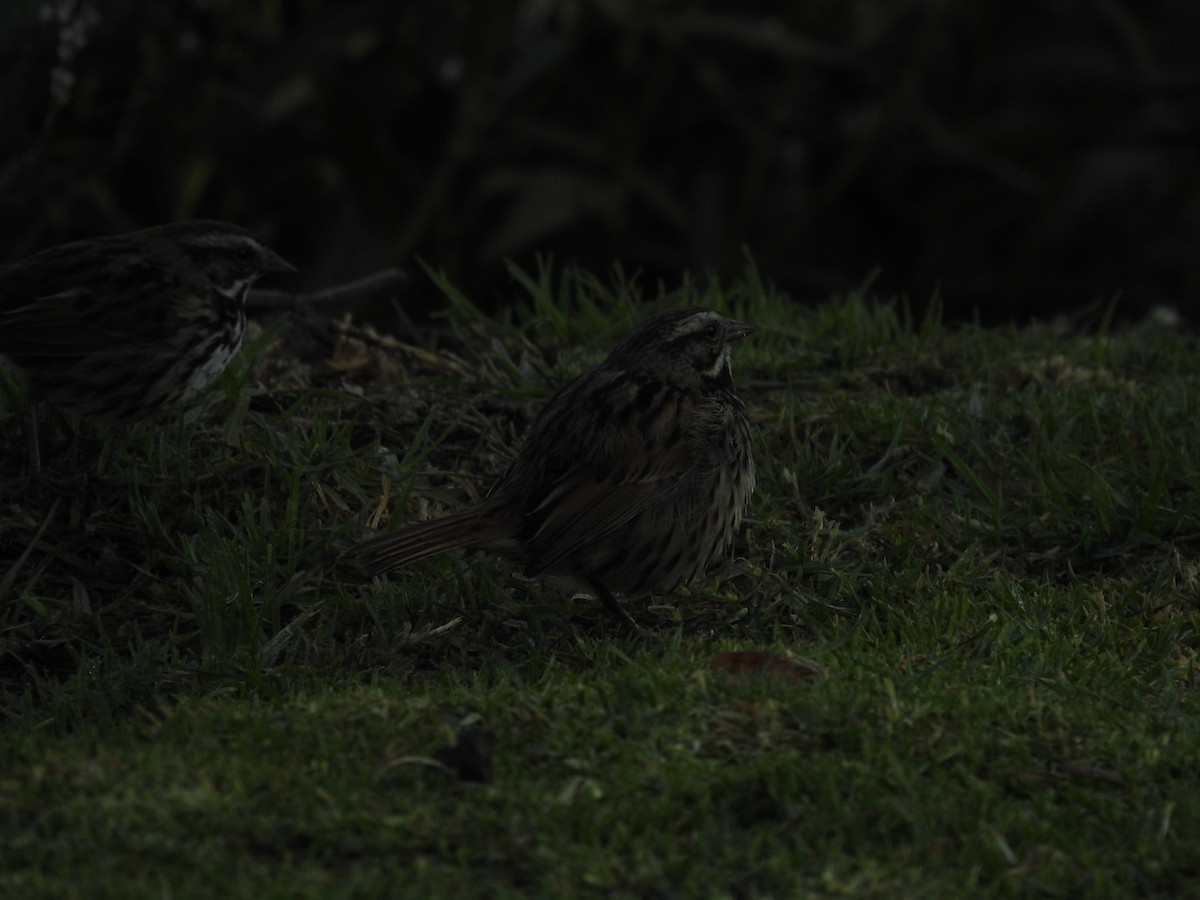 Song Sparrow - ML620866495