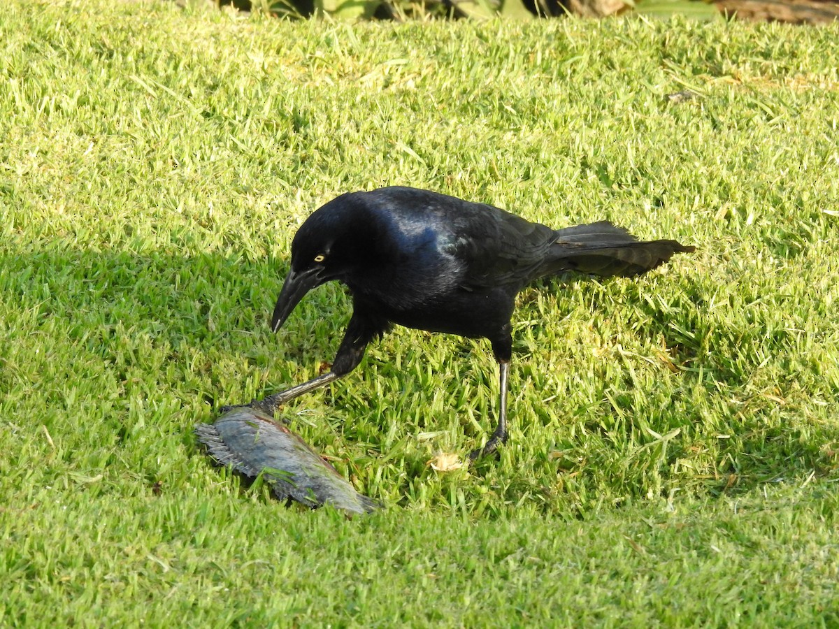 Great-tailed Grackle - ML620866508