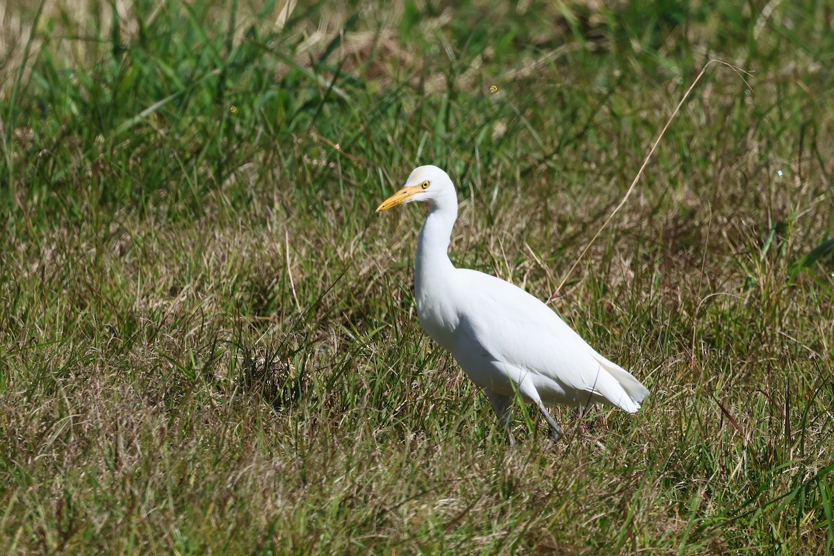 Héron de Coromandel - ML620866516