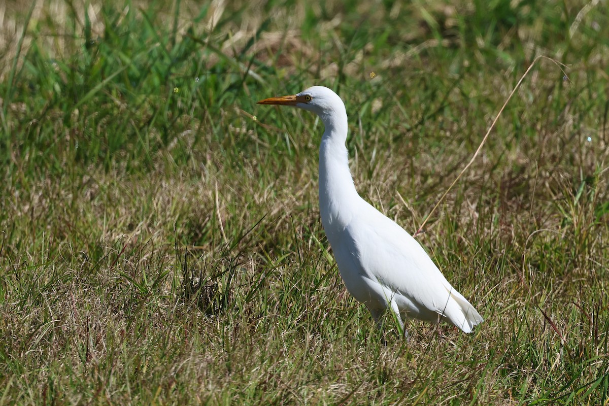 Koromandelkuhreiher - ML620866517