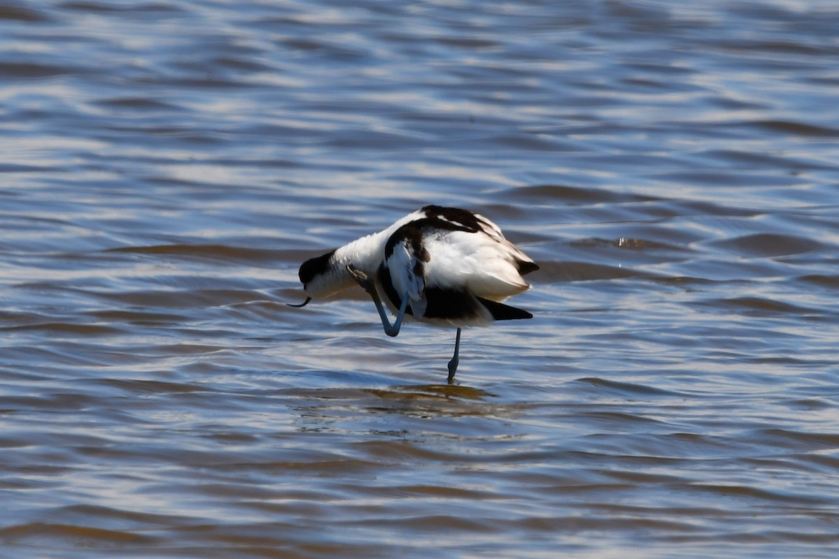 Avocette élégante - ML620866523