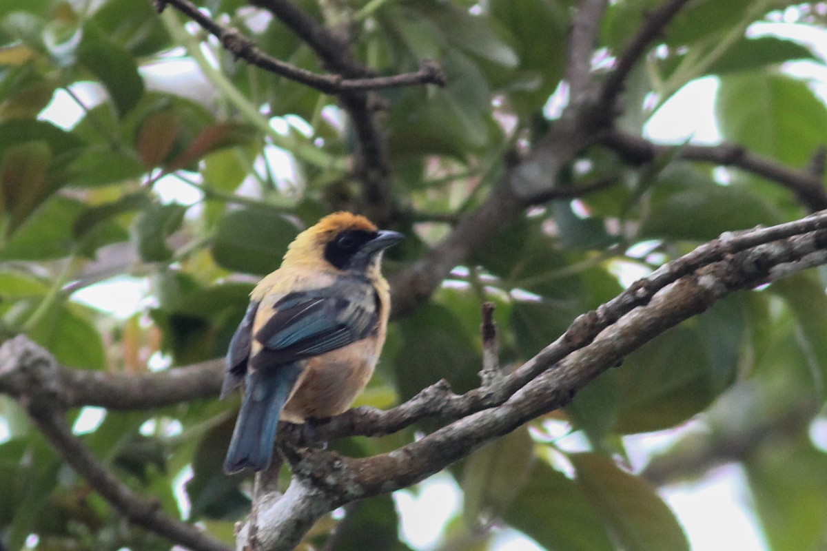 Burnished-buff Tanager - ML620866532