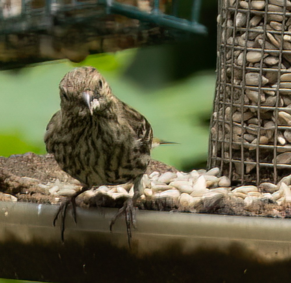 Pine Siskin - ML620866545